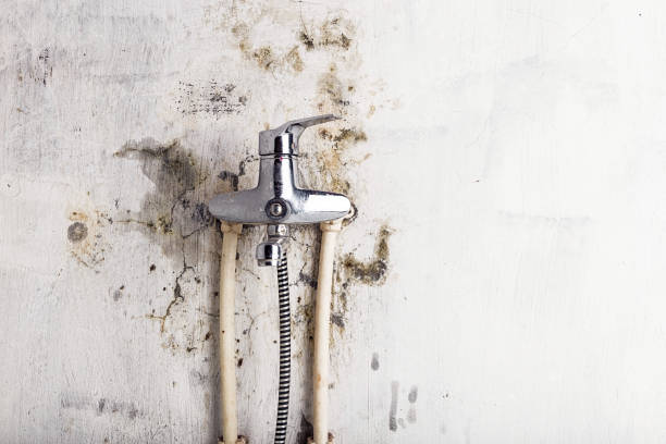 Best Home Mold Removal  in Enterprise, OR