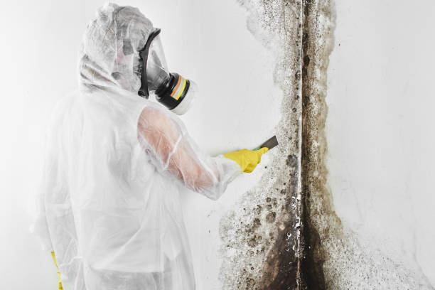 Best Toxic Mold Removal  in Enterprise, OR